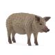 Miniature Cerdo Mangalica