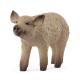 Miniature Piglet Mangalica