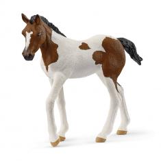 Poulain Paint Horse