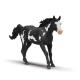 Miniature Wallach Paint Horse