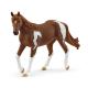 Miniature Yegua de Paint Horse