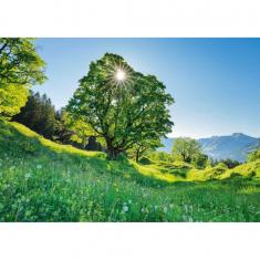 1000 piece puzzle: Sycamore maple in the sun St. Gallen, Switzerland