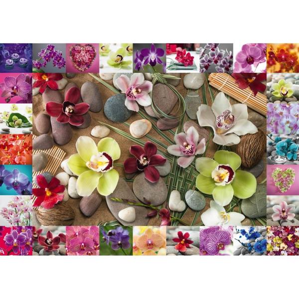 Puzzle 1000 pièces : Orchidées - Schmidt-59632