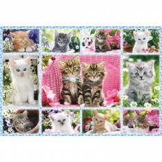 Puzzle 100 pièces : Chatons