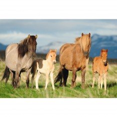 Puzzle 200 pièces : Famille Cheval