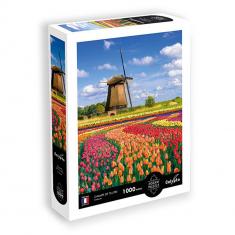 1000-piece Puzzle – Tulip Fields – Holland
