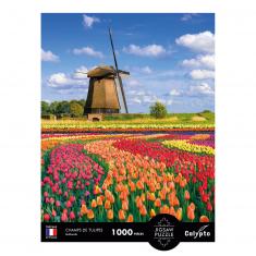 Puzzle 1000 pièces : Champs de tulipes, Hollande