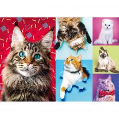 Puzzle 1000 pièces : Chats heureux