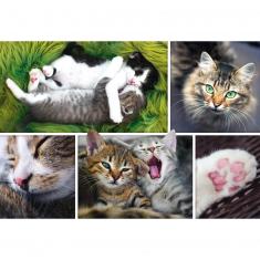 Puzzle de 1500 piezas : Solo cosas de gatos - collage