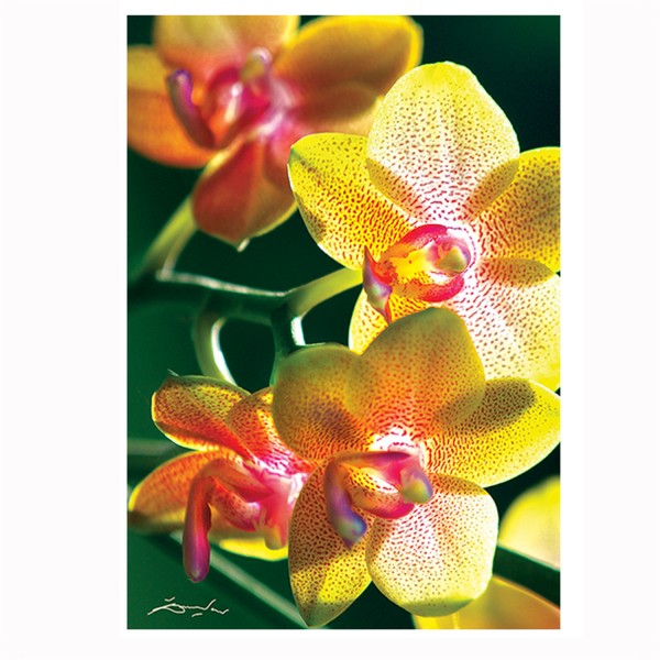 Puzzle 1000 pièces : Nature Limited Edition : Orchidée - Trefl-10503