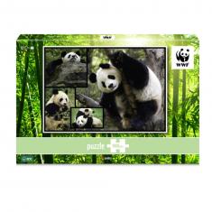 Puzzle 1000 pièces : Pandas 